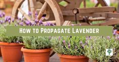 several potted lavender plants with the words how to propagate lavender