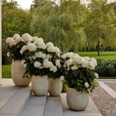 three large vases filled with white flowers sitting on top of a stone walkway