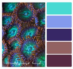 the color scheme is blue, green and purple with an image of corals on it