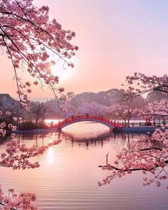 the sun is setting behind cherry blossom trees and a small bridge over a river with pink flowers on it