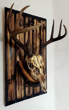 a deer skull mounted on the wall with antlers