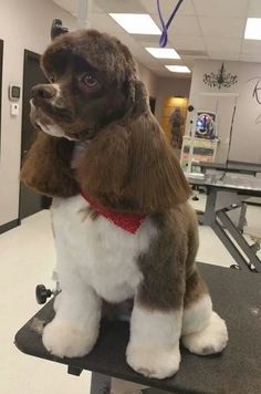 a brown and white dog sitting on top of a table