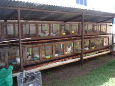 a group of cages filled with animals sitting on top of a grass covered field next to a building