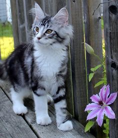 a gray and white cat standing on top of a wooden deck next to a purple flower