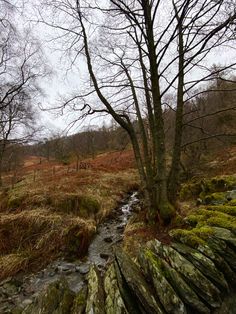 a stream running through a lush green forest filled with lots of leafless trees and grass