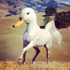 a white horse with a yellow beak running through a field in front of hills and trees