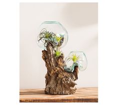 two glass vases filled with plants sitting on top of a wooden stump