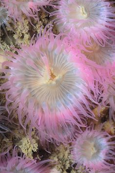 some pink and white sea anemones in the water