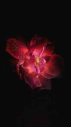 a red flower with water droplets on it's petals in the dark night sky