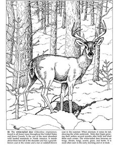 a black and white drawing of a deer in the woods