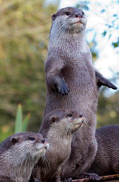 three otters standing on their hind legs with the caption'miraad mirrad bien se acerca el finde '