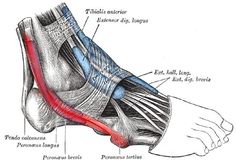 Peroneus Longus, Ankle Exercises, Foot Exercises, Ankle Braces, Myofascial Release, Shin Splints, Mobility Exercises