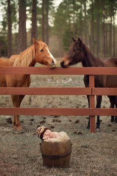 two horses standing next to each other behind a fence with a baby in the middle