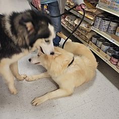 two dogs are playing with each other in the store