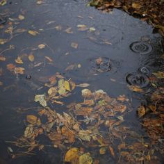 leaves floating on the water in a puddle