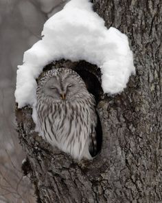 an owl that is sitting in the middle of a tree with snow on its head