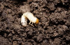 two white bugs crawling in the dirt