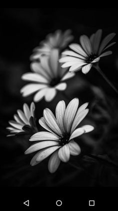 black and white photograph of daisies in the grass