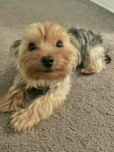 a small brown dog laying on top of a carpet