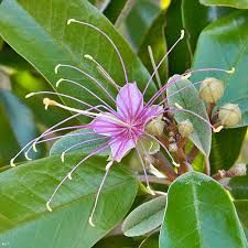 a pink flower is blooming on a green leafy tree with lots of leaves