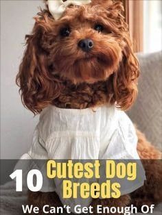 a small dog wearing a white dress sitting on top of a couch with the words cutest dog breeds we can't get enough of