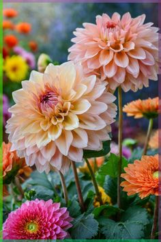 some very pretty flowers in the middle of a field with green border around them and an orange center surrounded by other colorful flowers