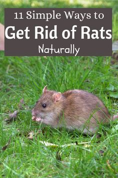 how to get rid of rats Rat Repellant Diy, Kill Rats Fast, How To Get Rid Of Rats In The House, How To Get Rid Of Rats