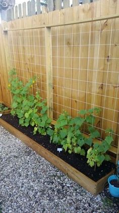 an outdoor garden with plants growing in the ground and fenced in area behind it