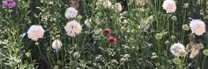 many different types of flowers in a field