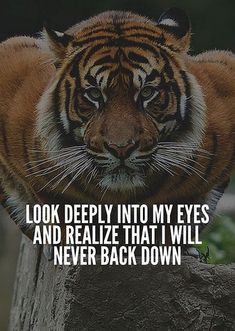 a tiger standing on top of a rock with the caption look deeply into my eyes and realizing that i will never back down