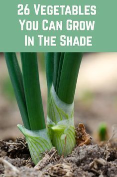 green vegetables growing in the ground with text overlay that reads, 26 vegetables you can grow in the shade