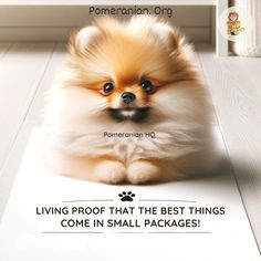 a pomeranian dog sitting on top of a white floor next to a sign that says, living proof that the best things come in small packages