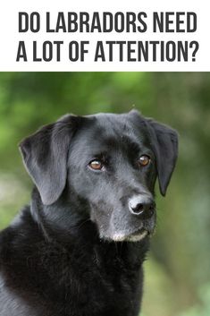 a black dog with the caption do labradors need a lot of attention?