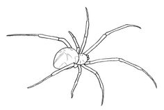 a drawing of a spider on a white background