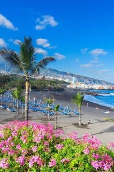 the beach is lined with lawn chairs and palm trees in front of the blue water