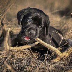 a black puppy chewing on a stick in the grass