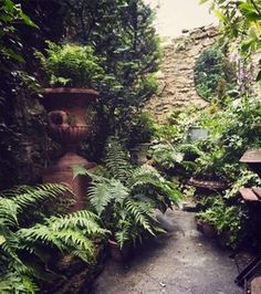 an outdoor garden with ferns and potted plants