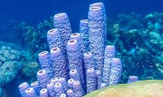 some very pretty blue corals in the water