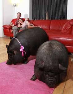 two large pigs laying on top of a pink rug in front of a red couch