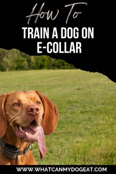 a dog with its tongue hanging out and the words how to train a dog on e - collar