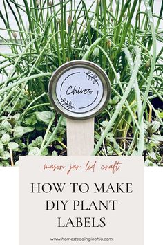 a plant with the words how to make diy plant labels on it