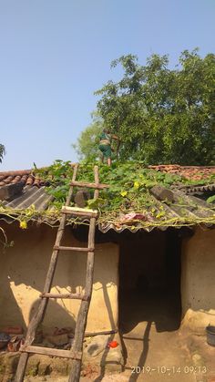 an old wooden ladder leaning up against a building with plants growing on it's roof