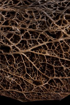 an image of some kind of tree roots that is growing out of the ground in the dark