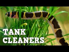 an image of a snake that is in the grass with words tank cleaners on it