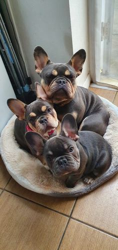 three small dogs are sitting on a dog bed in front of a window and looking at the camera