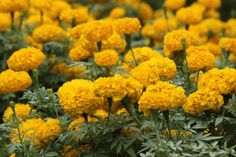 yellow flowers with green leaves in the foreground and on the far side, there is no image to provide a caption for