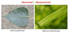 three different types of leaves with the words dicotal vs monocot leaf