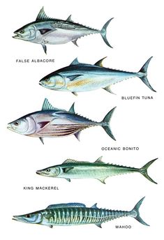 an image of different types of fish