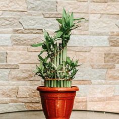 a potted bamboo plant sitting on top of a table