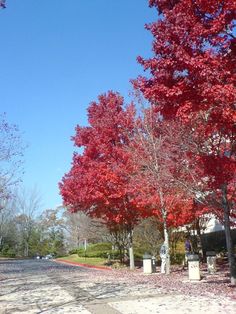 red trees line the street in front of a building